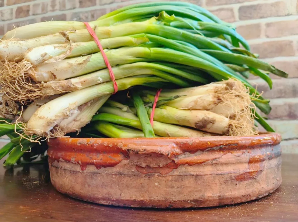 Calçots